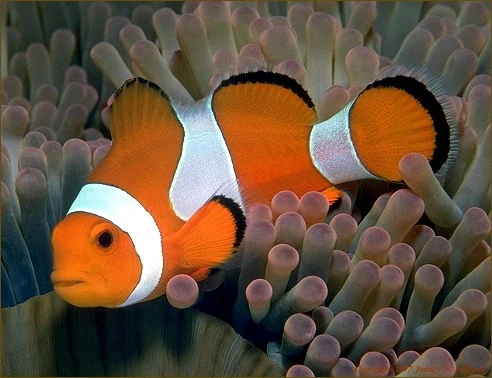 Nemo Klovnfisk (Amphiprion ocellaris) 3-4 cm